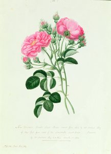 Nouveau rosier double cramoisi de New York - Pierre Joseph Redouté